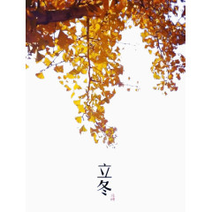 银杏叶立冬