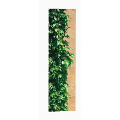 唯美墙边树藤边框石材树叶装饰地产