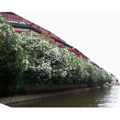 江边植物房屋风景