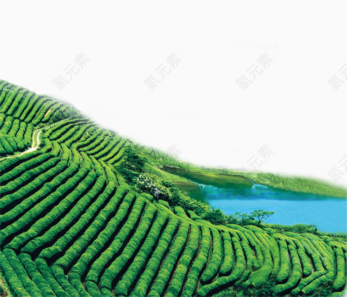 绿色茶山