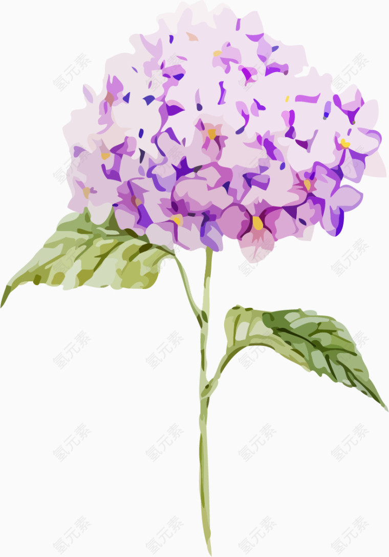 水彩绣球花