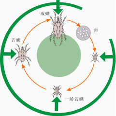 螨虫生长过程矢量图片