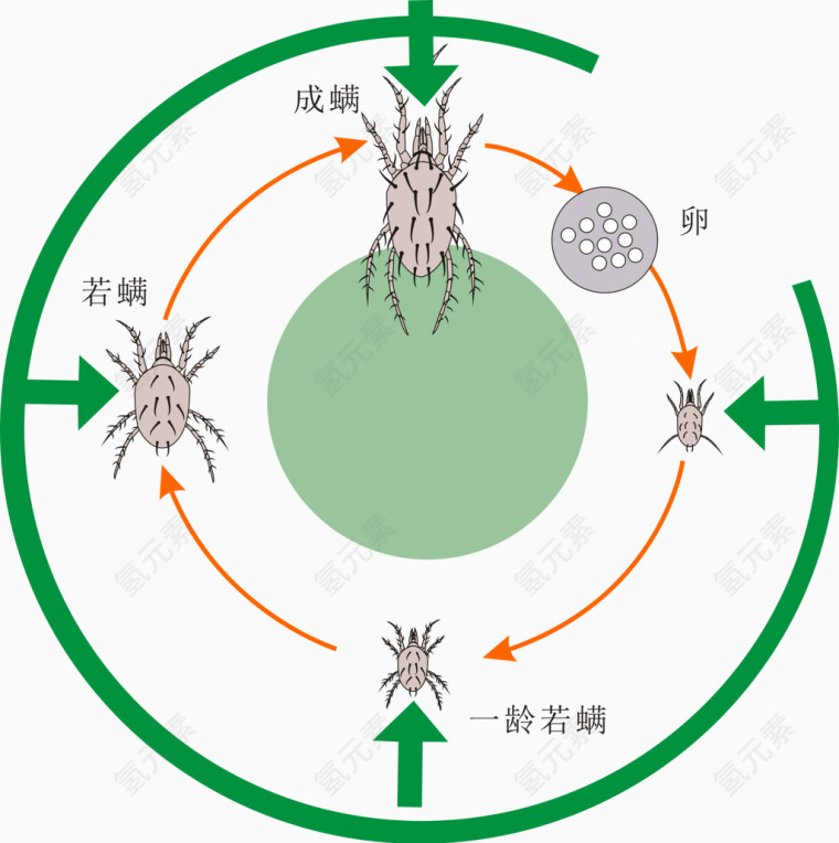 螨虫生长过程矢量图片