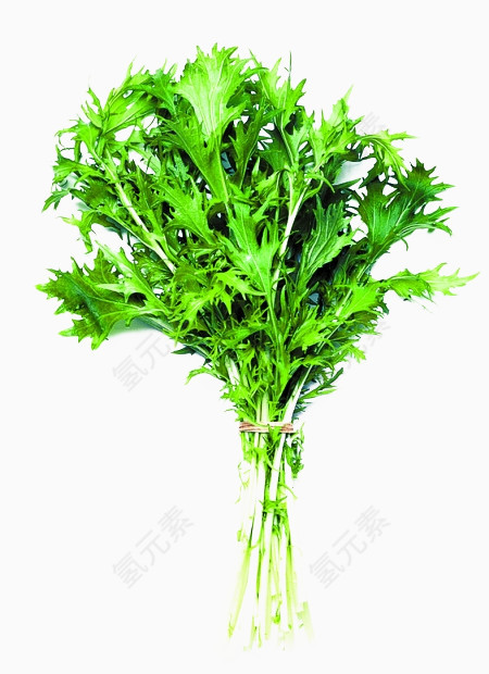 中草药艾叶