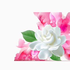 茉莉花产品