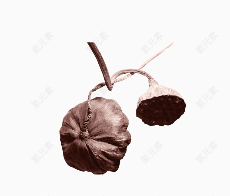 南瓜与莲蓬