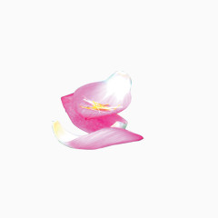 粉色花瓣