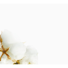 棉花