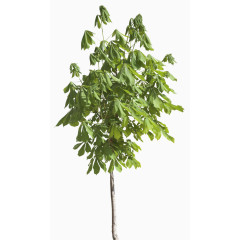 绿色小树覆盖你的家园