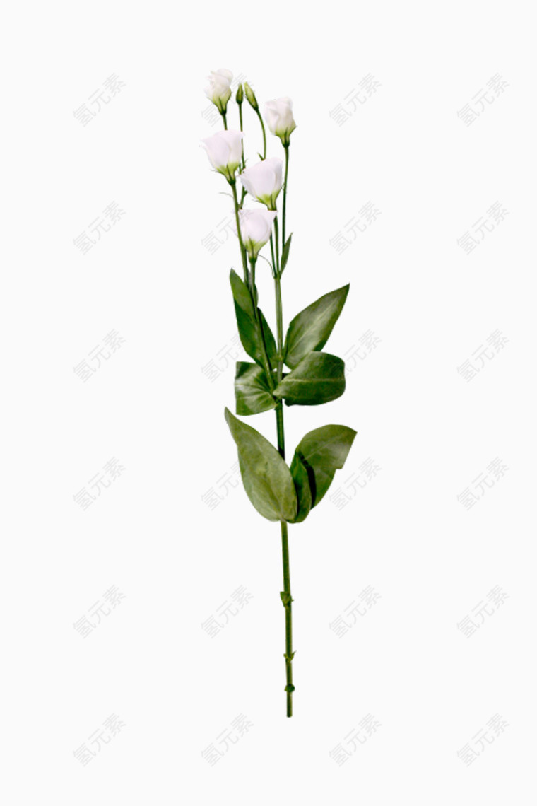 白色花枝