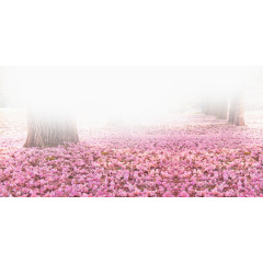 落满地的樱花瓣