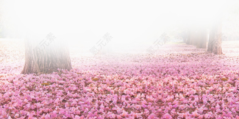 落满地的樱花瓣