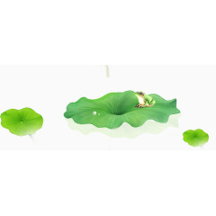 漂浮的莲叶与青蛙