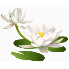 纯洁如雪的雪莲花