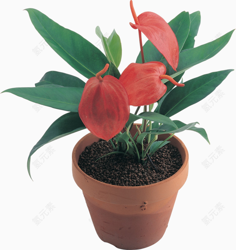 办公室植物红掌
