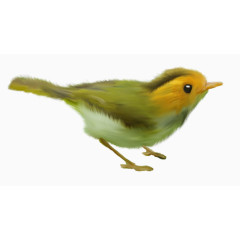 绿色小鸟