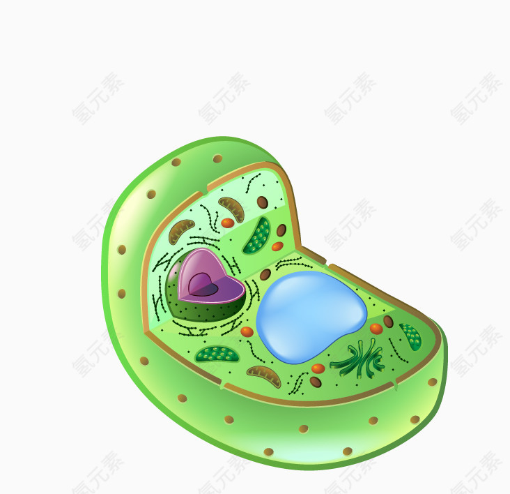 生物细胞图案