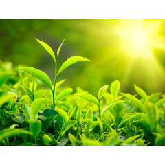 茁长生长的小禾苗