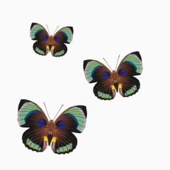 蝴蝶斑点矢量图