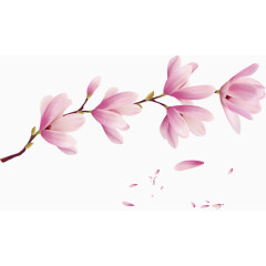 美丽淡雅的花朵