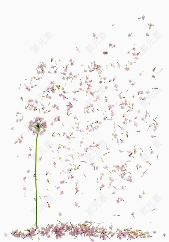 飘落的花朵