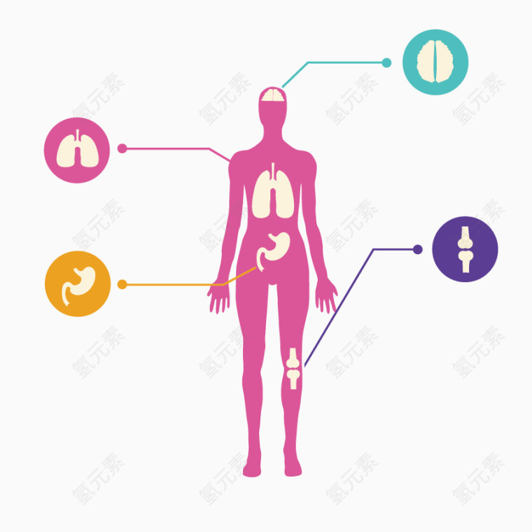 矢量人体器官分布图