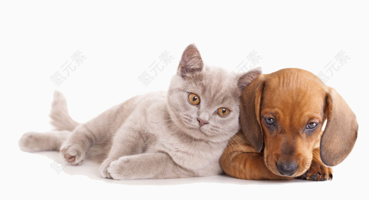 靠在一起的猫狗