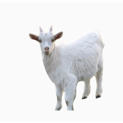 白色毛的山羊