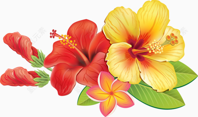 手绘木槿花
