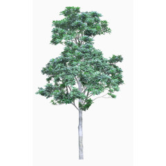 绿色树木景观装饰图案