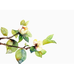 彩绘茉莉花图片素材