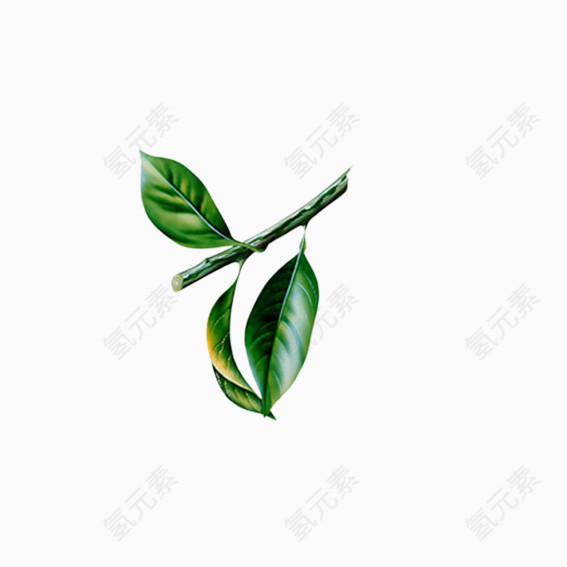 美丽花卉