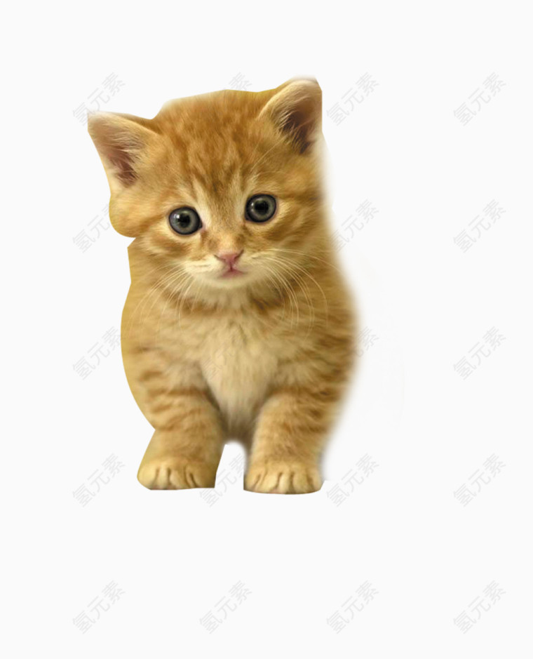 可爱黄猫