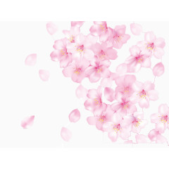 慢慢飘落的樱花花瓣