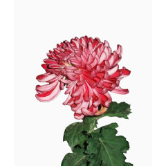 一朵粉色墨菊图片素材