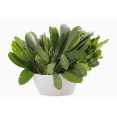 一盆新鲜的人参菜高清图片