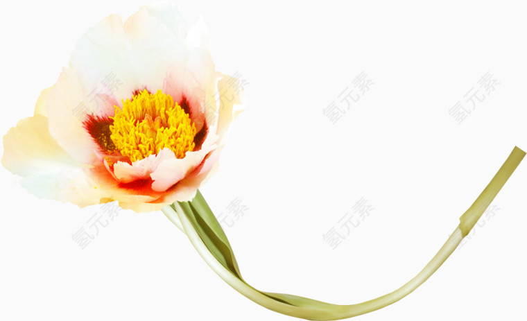 淡雅花朵图