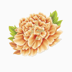 古典牡丹花素材