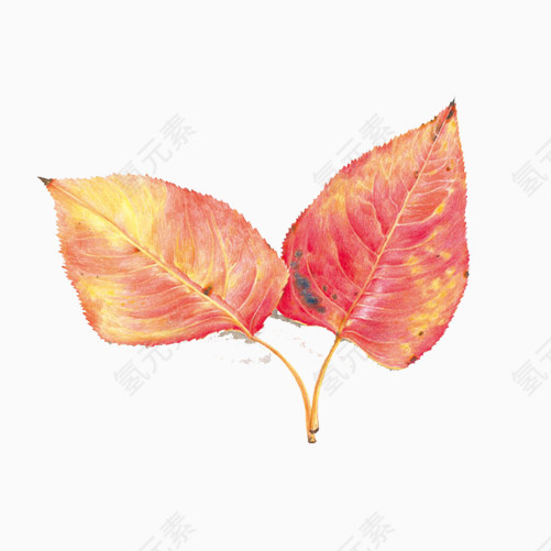 红色树叶手绘画素材图片