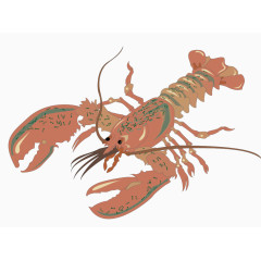 矢量皮皮虾素材