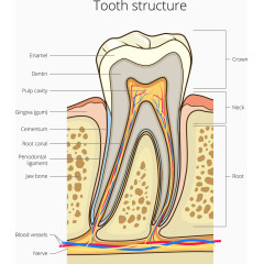 矢量牙所里的牙齿