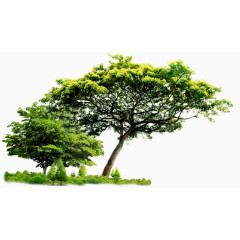 热带绿树矢量元素