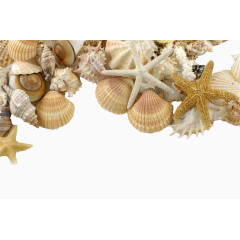 沙滩上的各种贝壳