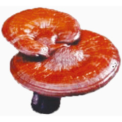 红褐色灵芝仙草