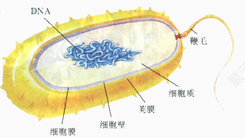 显微镜下的细菌