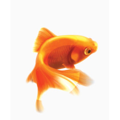 矢量金色可爱小金鱼