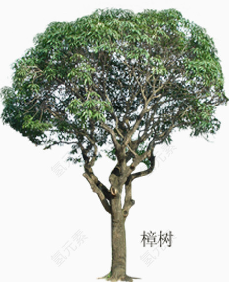 榕树绿树景观树效果贴图