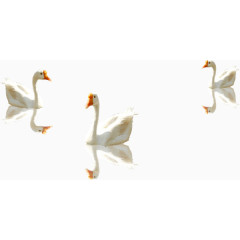 城市绿色文明戏水的鹅