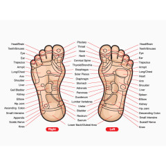 矢量人体脚底穴位图