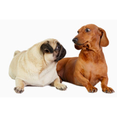 互相看望的狗狗